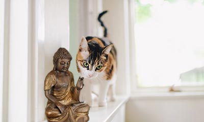 cat